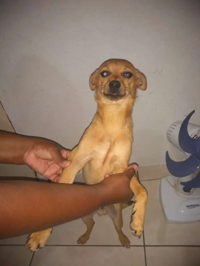 Cachorro ra a Pinscher idade 2 anos nome Bob