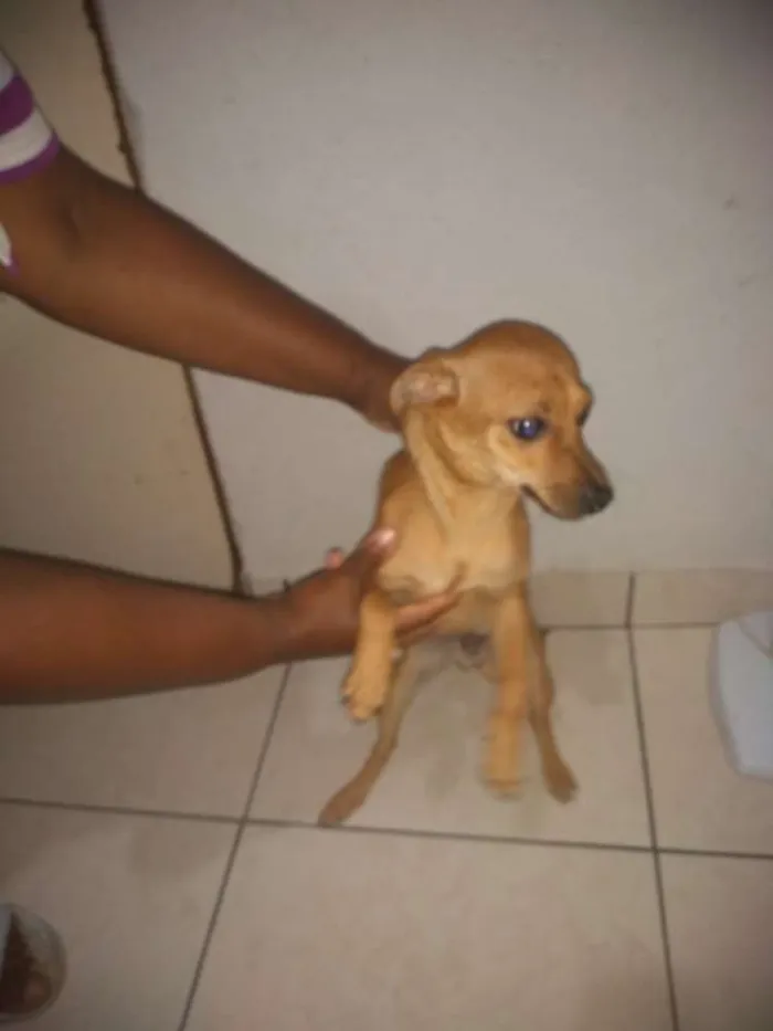 Cachorro ra a Pinscher idade 2 anos nome Bob
