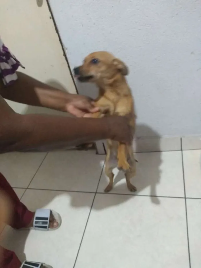 Cachorro ra a Pinscher idade 2 anos nome Bob