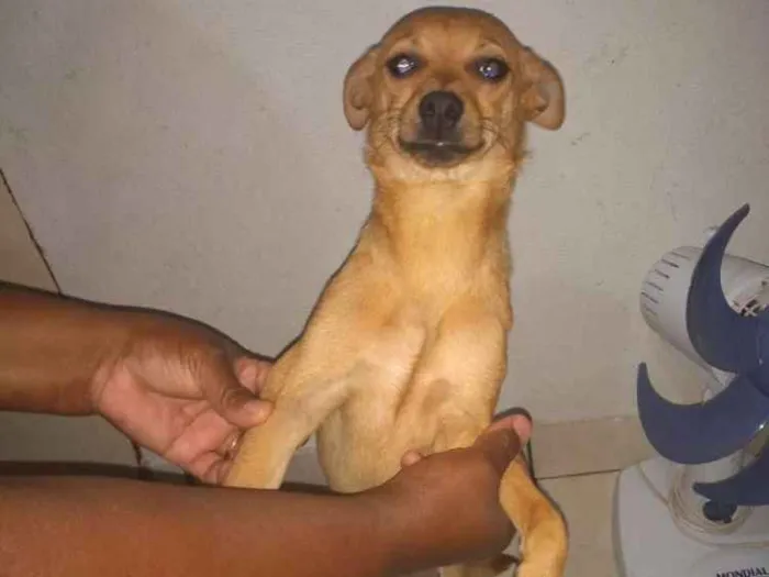 Cachorro ra a Pinscher idade 2 anos nome Bob