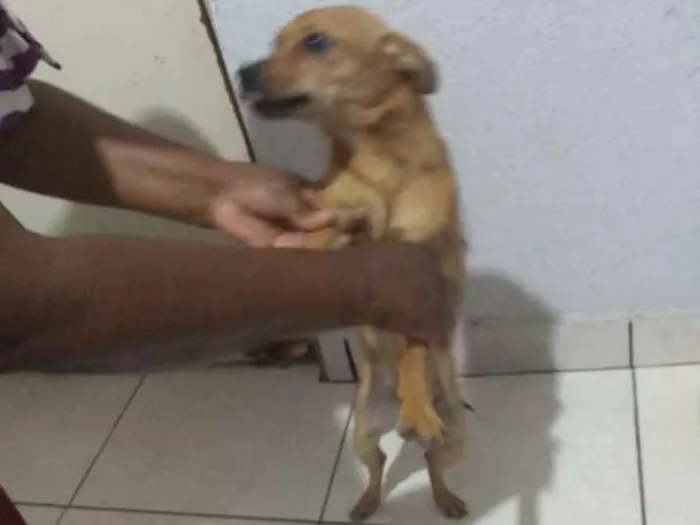 Cachorro ra a Pinscher idade 2 anos nome Bob
