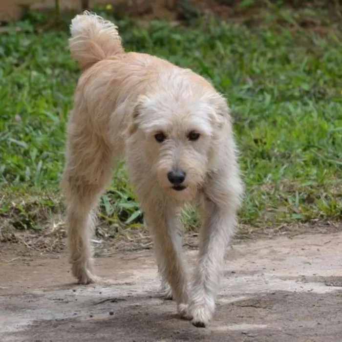 Cachorro ra a SRD idade 2 anos nome BELLA