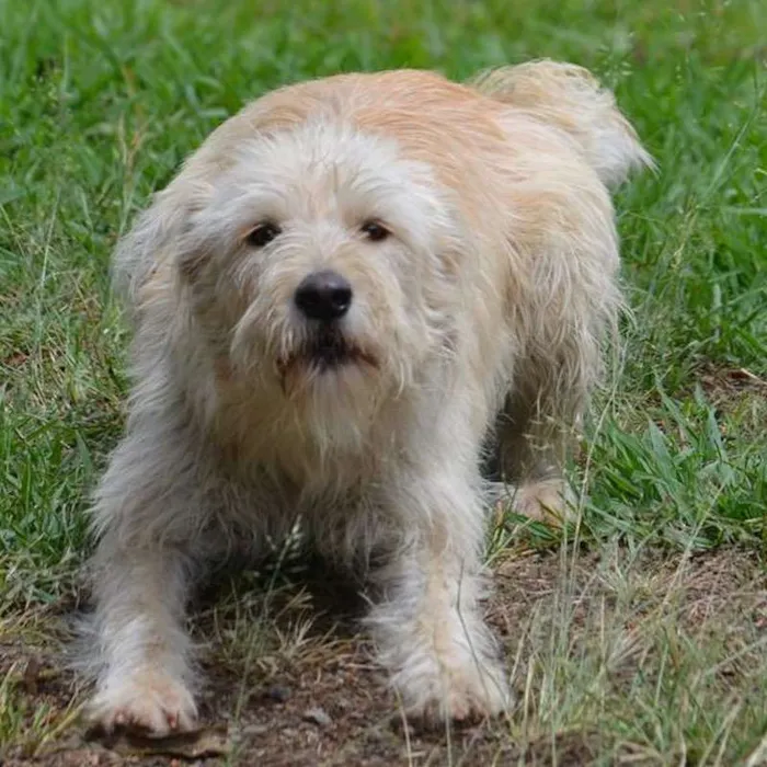 Cachorro ra a SRD idade 2 anos nome BELLA