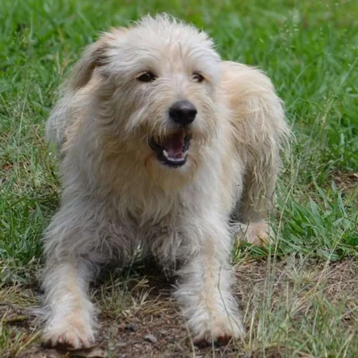 Cachorro ra a SRD idade 2 anos nome BELLA