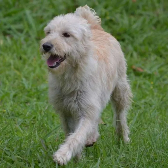 Cachorro ra a SRD idade 2 anos nome BELLA