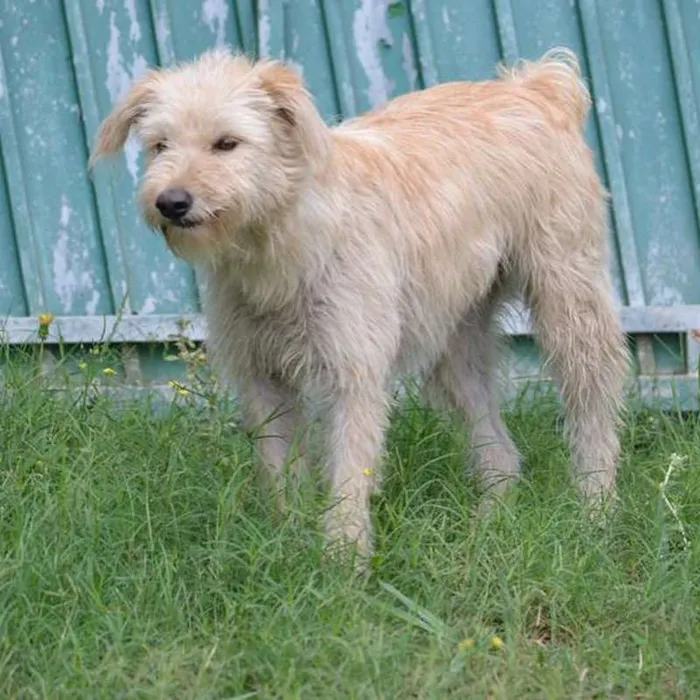 Cachorro ra a SRD idade 2 anos nome BELLA