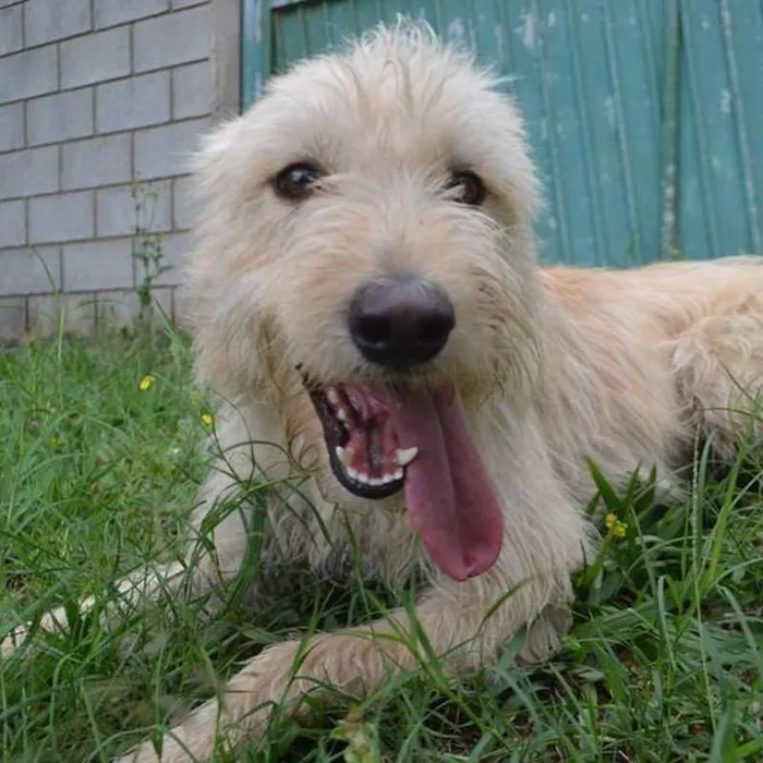 Cachorro ra a SRD idade 2 anos nome BELLA