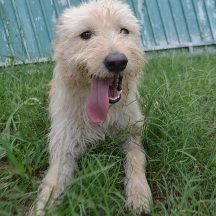 Cachorro ra a SRD idade 2 anos nome BELLA