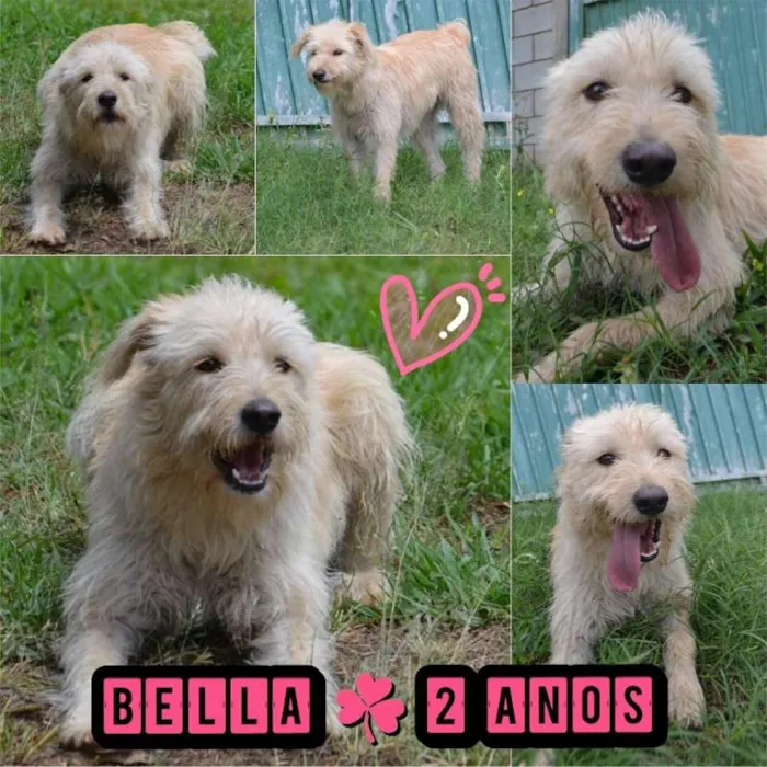 Cachorro ra a SRD idade 2 anos nome BELLA