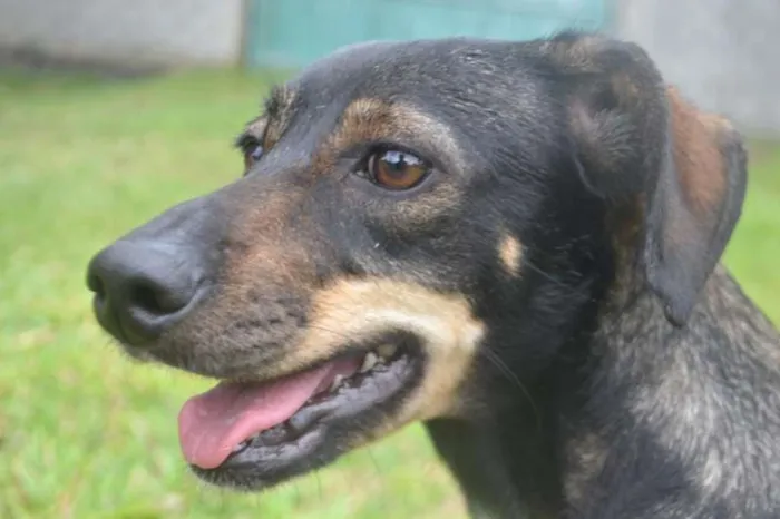 Cachorro ra a SRA idade 1 ano nome MILENA 1 aninho