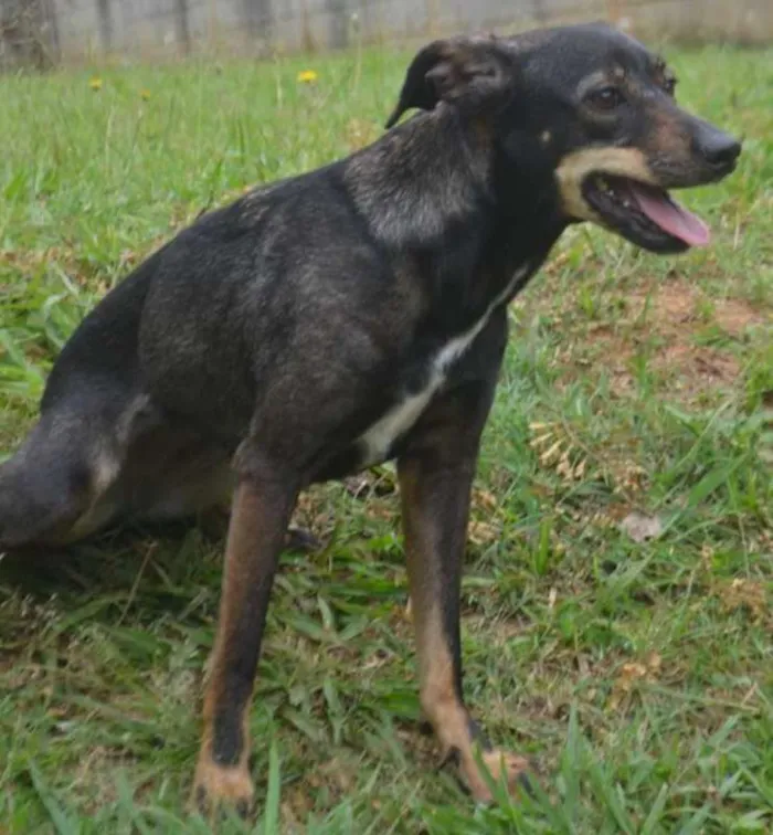 Cachorro ra a SRA idade 1 ano nome MILENA 1 aninho