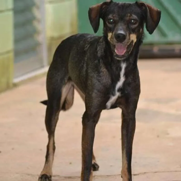Cachorro ra a SRA idade 1 ano nome MILENA 1 aninho
