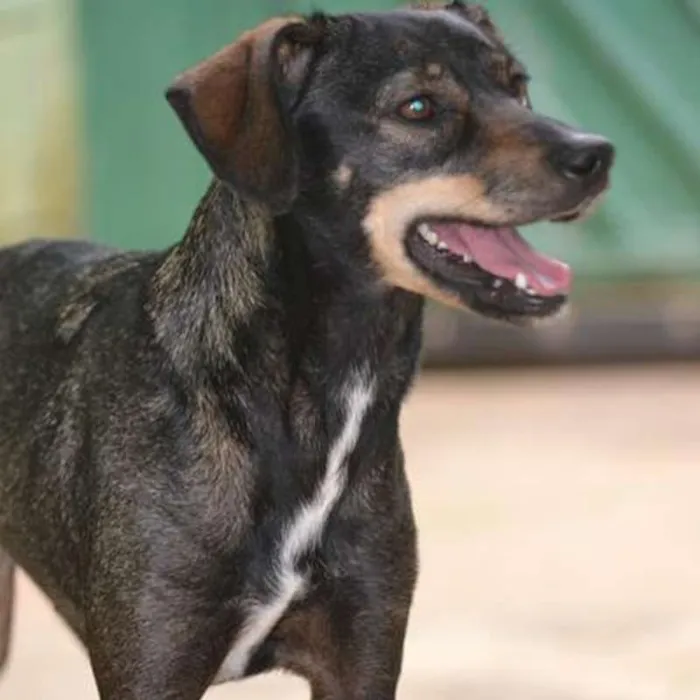 Cachorro ra a SRA idade 1 ano nome MILENA 1 aninho