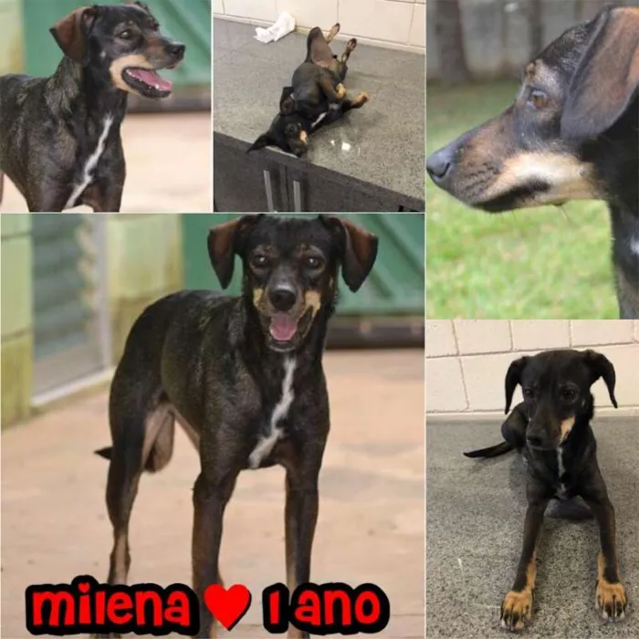 Cachorro ra a SRA idade 1 ano nome MILENA 1 aninho