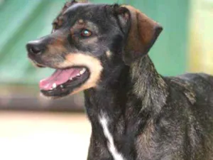 Cachorro raça SRA idade 1 ano nome MILENA 1 aninho