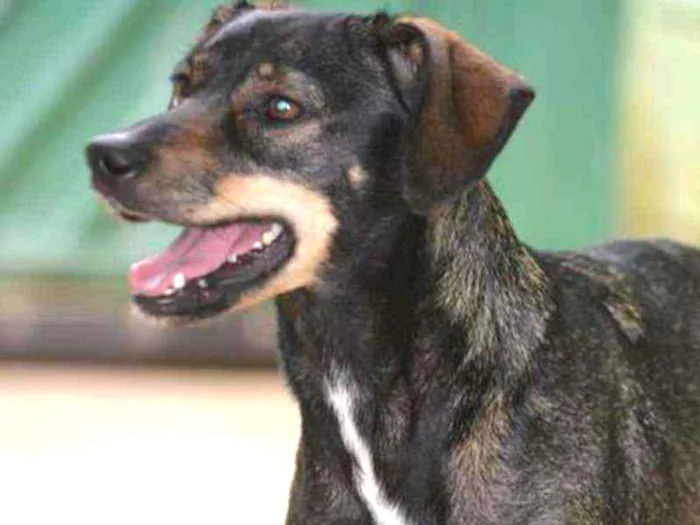 Cachorro ra a SRA idade 1 ano nome MILENA 1 aninho