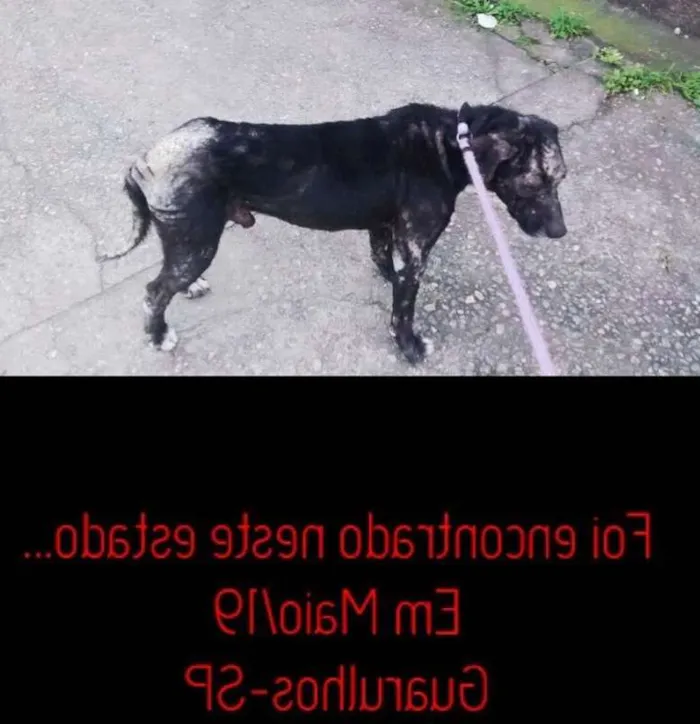 Cachorro raça SRD idade 5 anos nome AIRTON