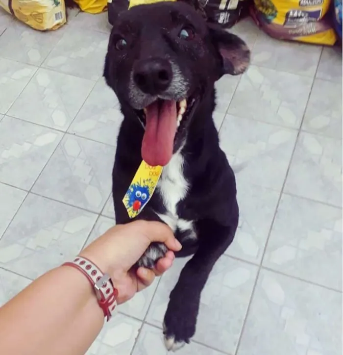 Cachorro raça SRD idade 5 anos nome AIRTON