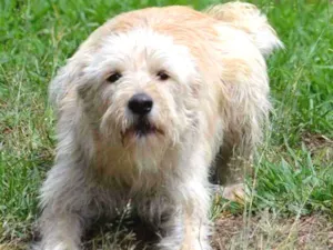 Cachorro raça SRD idade 2 anos nome BELLA