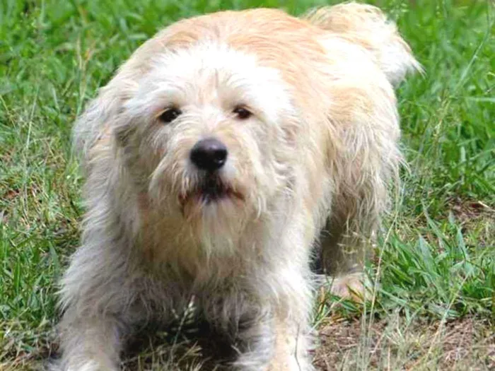 Cachorro ra a SRD idade 2 anos nome BELLA