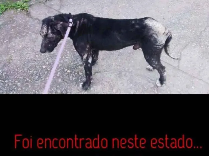Cachorro raça SRD idade 5 anos nome AIRTON