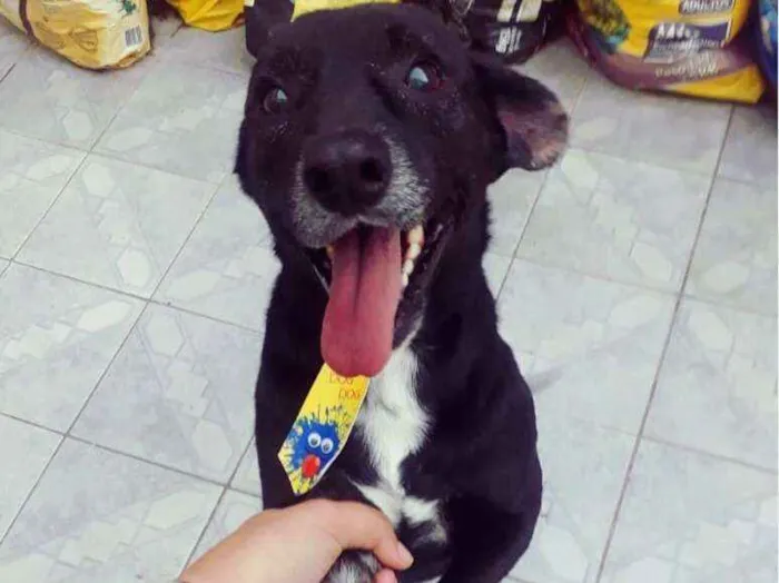 Cachorro raça SRD idade 5 anos nome AIRTON