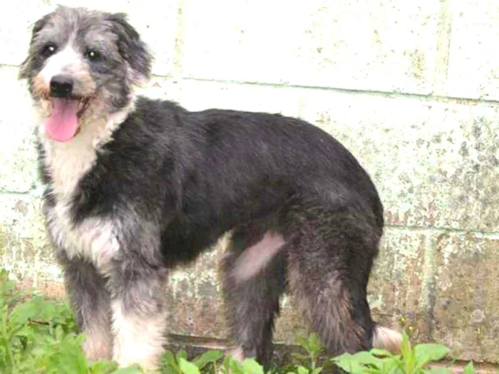 Cachorro ra a SRD idade 3 anos nome AYLA