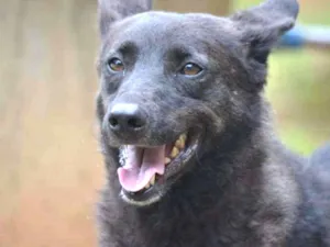 Cachorro raça SRD idade 6 ou mais anos nome BISTECA - Pretinha 