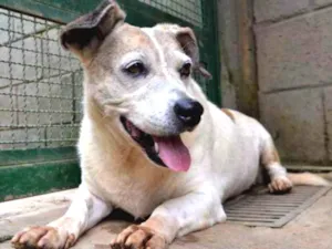 Cachorro raça SRD idade 6 ou mais anos nome BOLINHA uma senhori