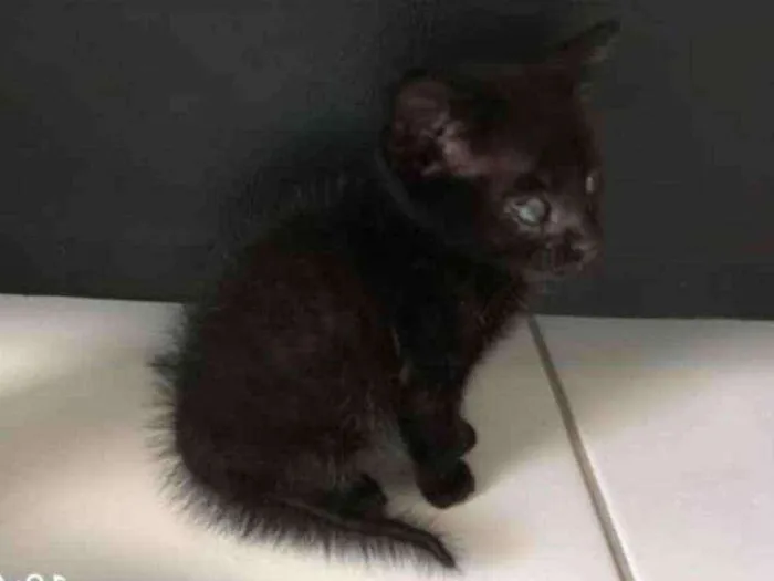 Gato raça Sem raça definida idade Abaixo de 2 meses nome Ainda não possui 