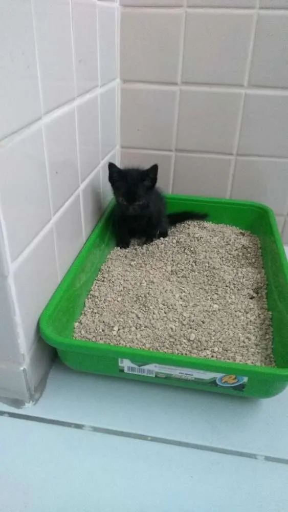 Gato raça Sem raça definida idade Abaixo de 2 meses nome Ainda não possui 