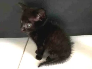 Gato raça Sem raça definida idade Abaixo de 2 meses nome Ainda não possui 