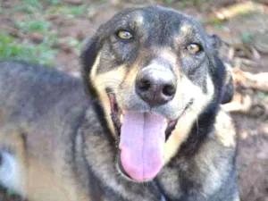 Cachorro raça SRD idade 6 ou mais anos nome RONALDO, Um fenômeno! 