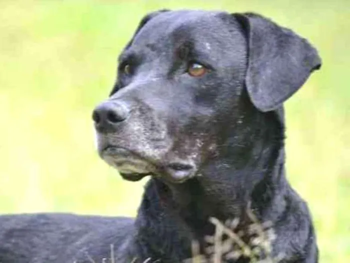 Cachorro ra a SRD idade 5 anos nome DAMIÃO!