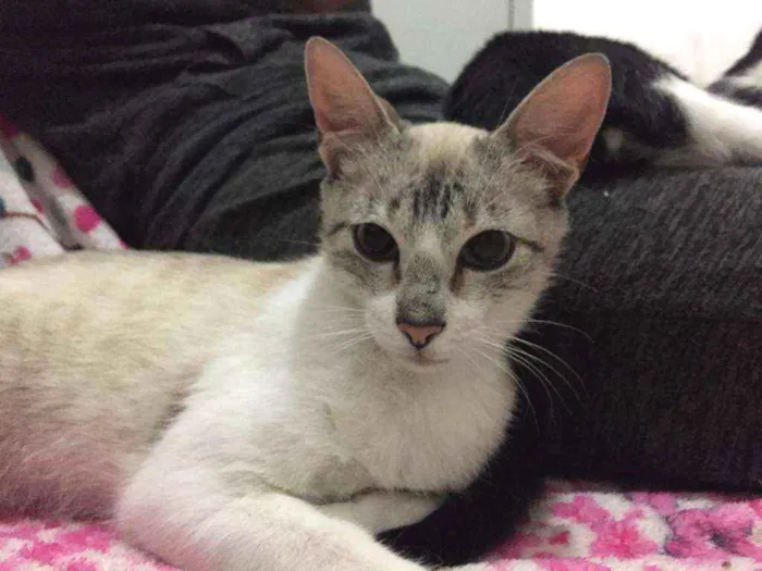 Gato raça SRD idade 2 a 6 meses nome Nina