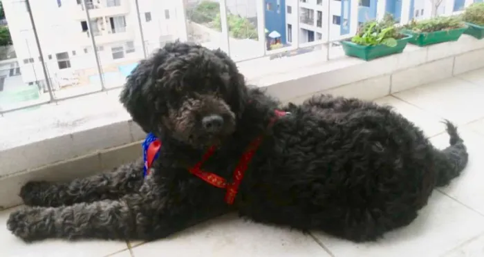 Cachorro ra a Mix Poodle  idade 3 anos nome Bilú 