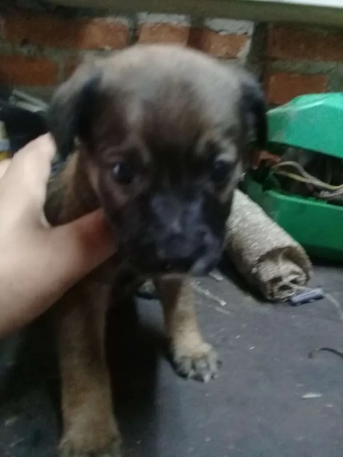 Cachorro ra a Sem raça  idade Abaixo de 2 meses nome Sem nome todos filho