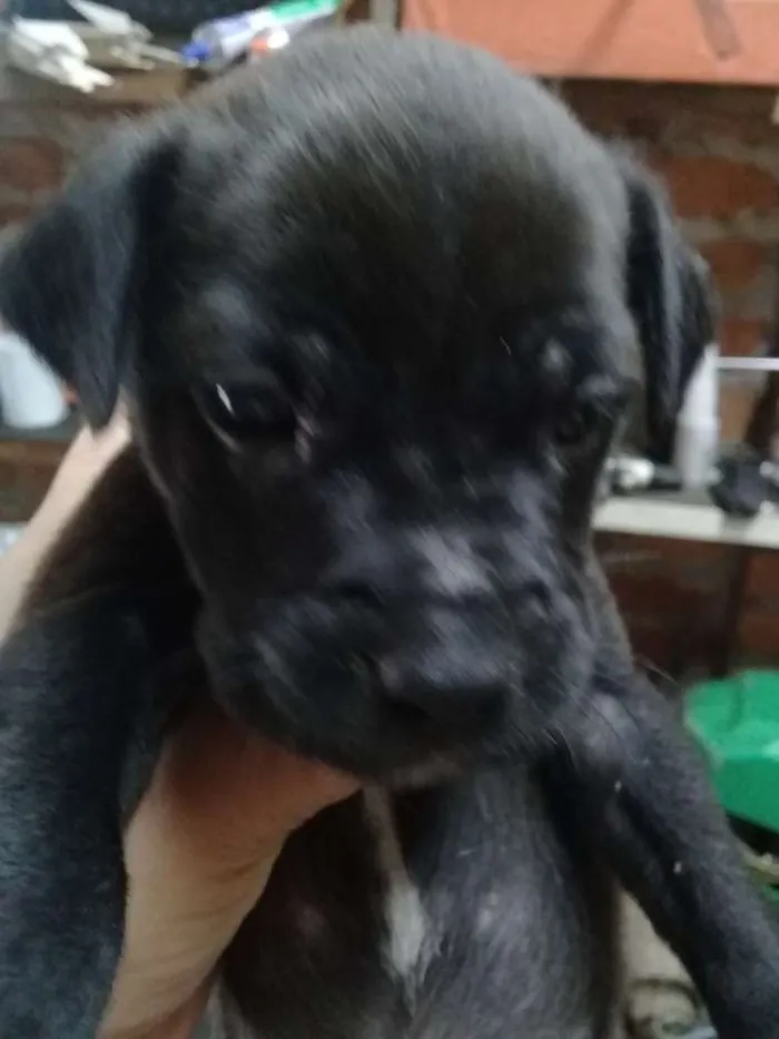 Cachorro ra a Sem raça  idade Abaixo de 2 meses nome Sem nome todos filho