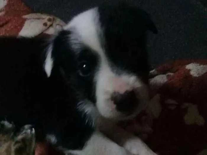 Cachorro ra a Sem raça  idade Abaixo de 2 meses nome Sem nome todos filho