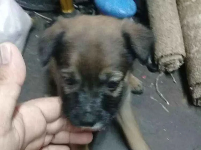 Cachorro ra a Sem raça  idade Abaixo de 2 meses nome Sem nome todos filho