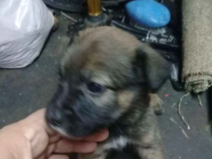 Cachorro ra a Sem raça  idade Abaixo de 2 meses nome Sem nome todos filho