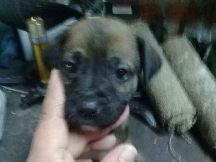 Cachorro ra a Sem raça  idade Abaixo de 2 meses nome Sem nome todos filho