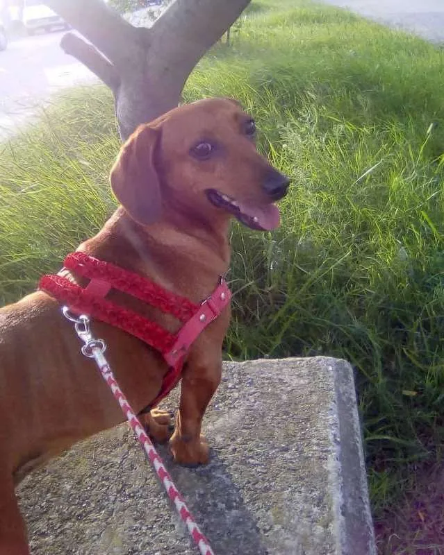 Cachorro ra a Linguicinha  idade 6 ou mais anos nome Cacau