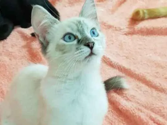 Gato ra a SRD idade 2 a 6 meses nome Rafinha