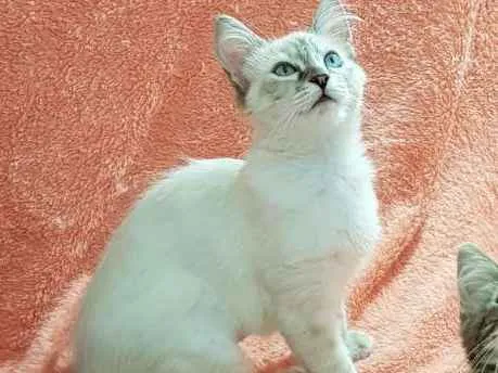 Gato ra a SRD idade 2 a 6 meses nome Rafinha
