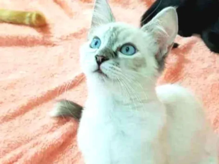 Gato ra a SRD idade 2 a 6 meses nome Rafinha
