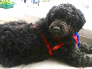 Cachorro raça Mix Poodle  idade 3 anos nome Bilú 