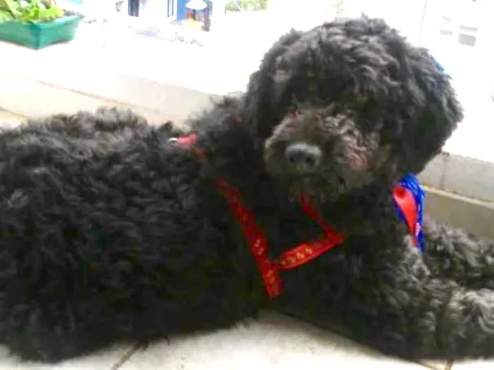 Cachorro ra a Mix Poodle  idade 3 anos nome Bilú 