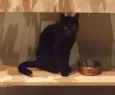 Bruninho