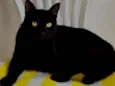 Bruninho